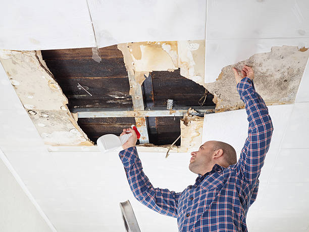 Mold Odor Removal Services